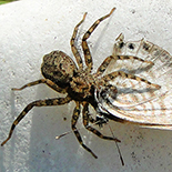 Anyphops species female